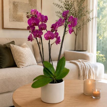 Orquídeas en saltillo