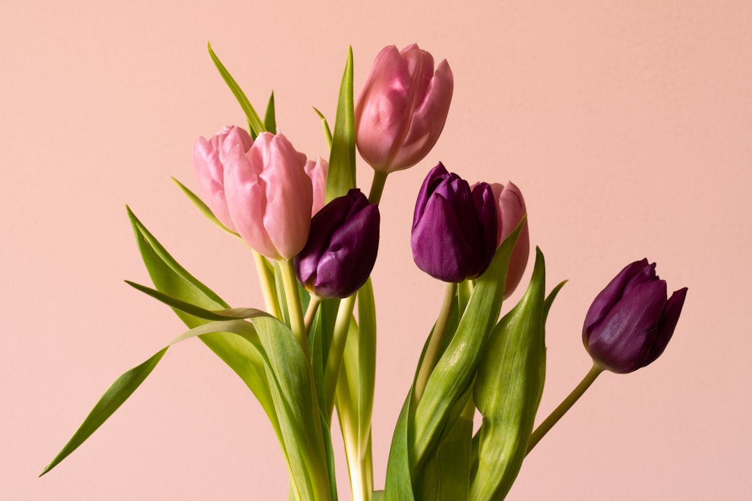 pink-tulips-in-close-up-photography-ph-2xqo3iq