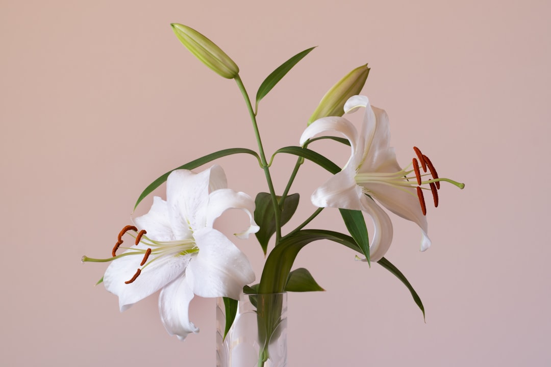 white-flowers-on-clear-glass-vase-hgz1cjrhk9m