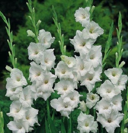 gladiola blanca.jpg gladiola blanca.jpg
