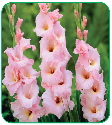 gladiola rosa.png gladiola rosa.png