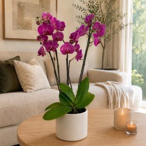 orquidea doble base blanca lisa.jpg
