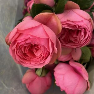 rosas inglesas rosa coral.jpg